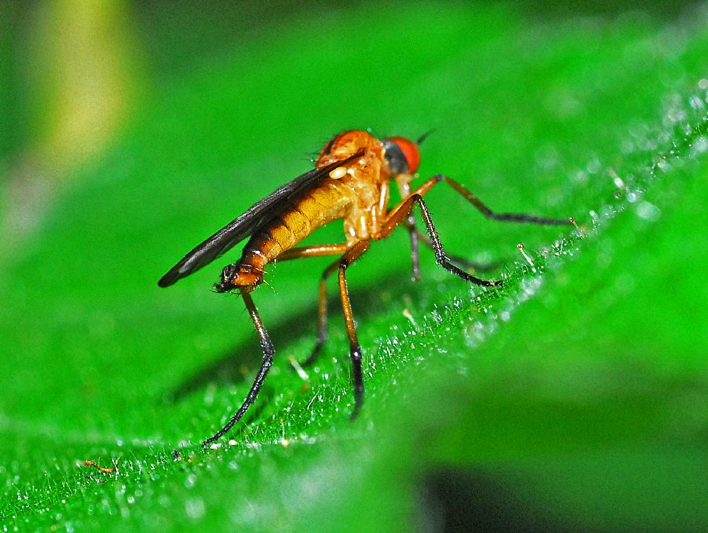 Hybotidae ?   No, Empididae sp., maschio